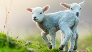 Erstkommunion 2020 Schaf